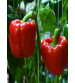 Bell Pepper Red 5 grams 